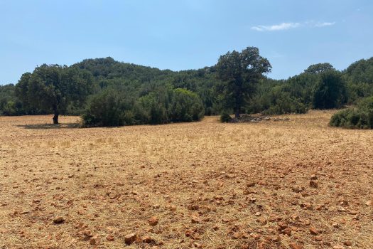 ANTALYA KAŞ ÇERLER MAH. 19.905 M2 SATILIK TARLA