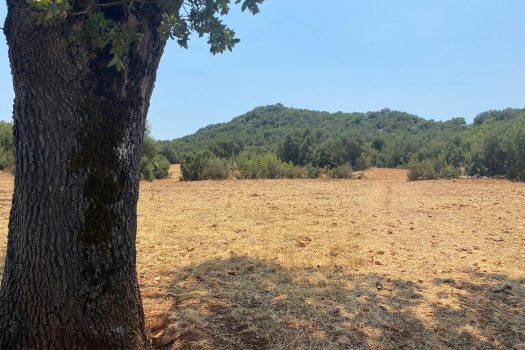 ANTALYA KAŞ ÇERLER MAH. 19.905 M2 SATILIK TARLA