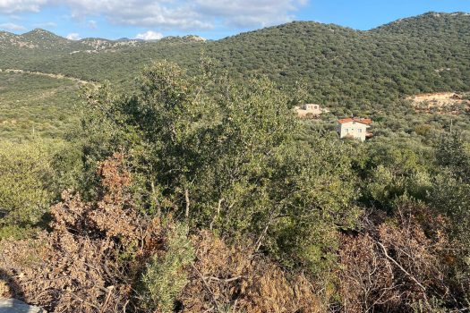 ANTALYA KAŞ BAYINDIR MAH. 8.000 M2 SATILIK TARLA